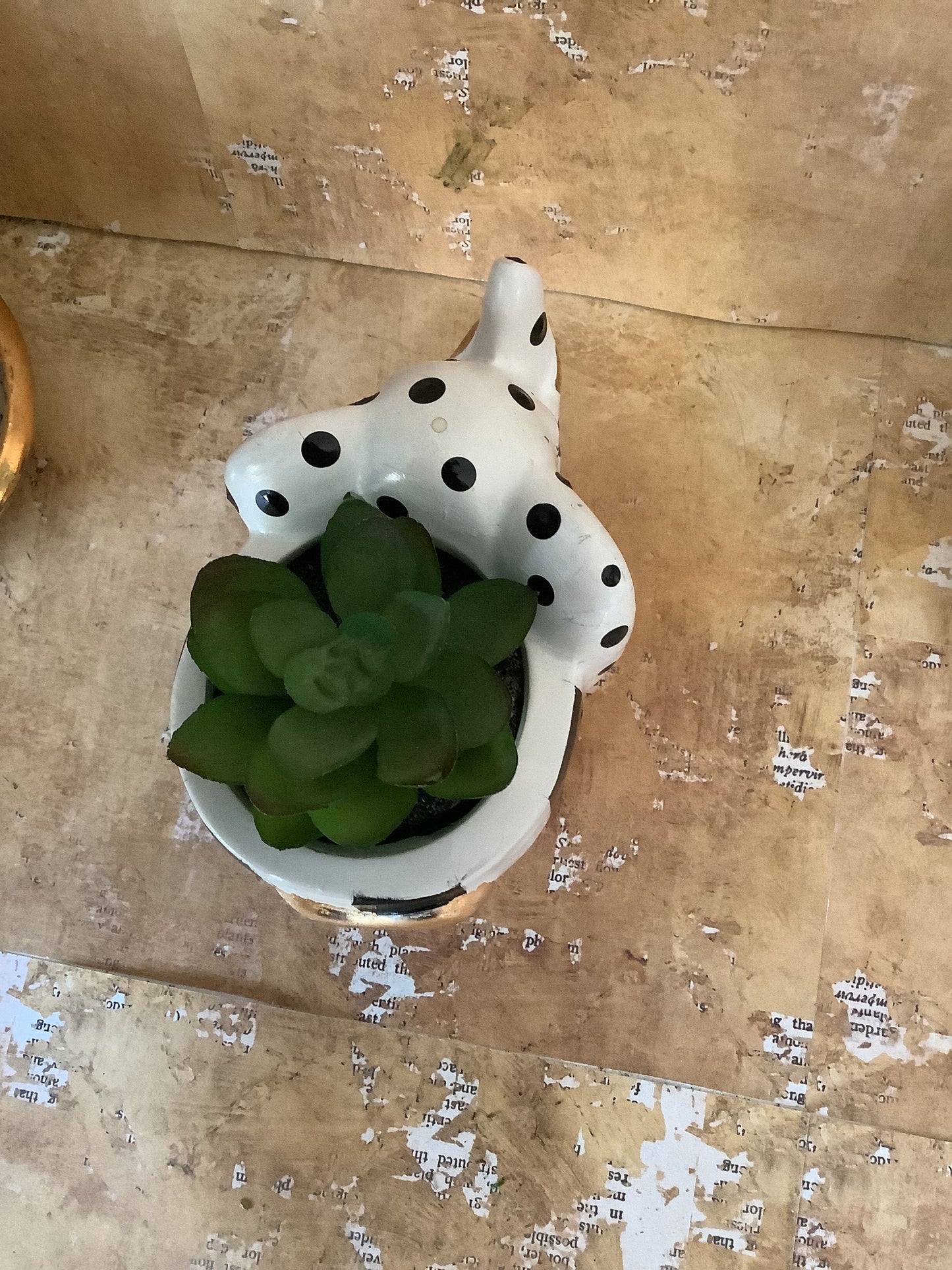 Checkered Elephant Succulent Holder