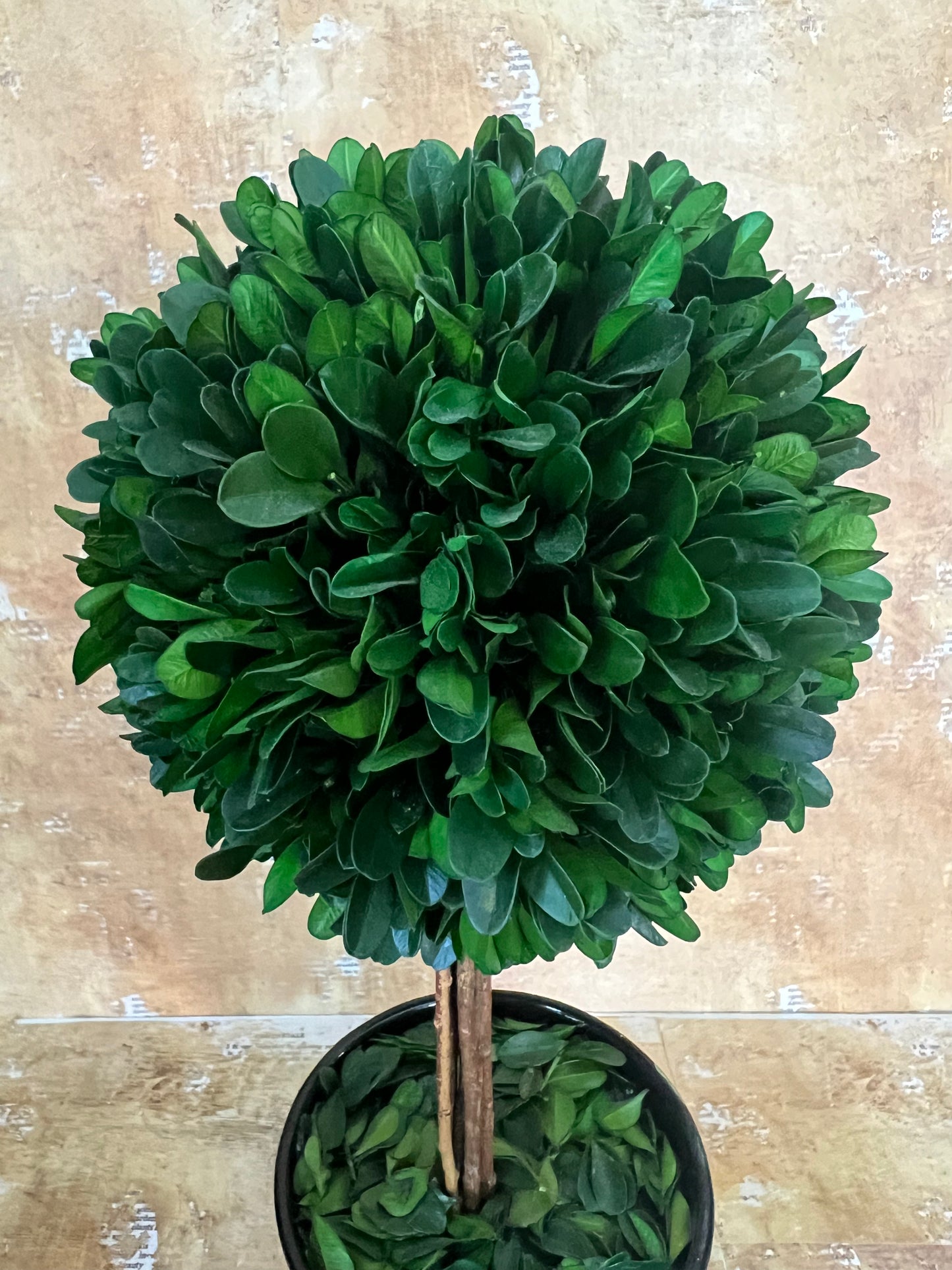Faux Boxwood Topiary Trees in Hand Painted Ceramic Pots, Set of 2
