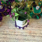 Mardi Gras Faux Succulents
